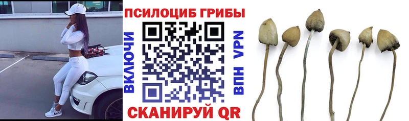 наркота  Дальнереченск  маркетплейс формула  Галлюциногенные грибы Psilocybine cubensis 